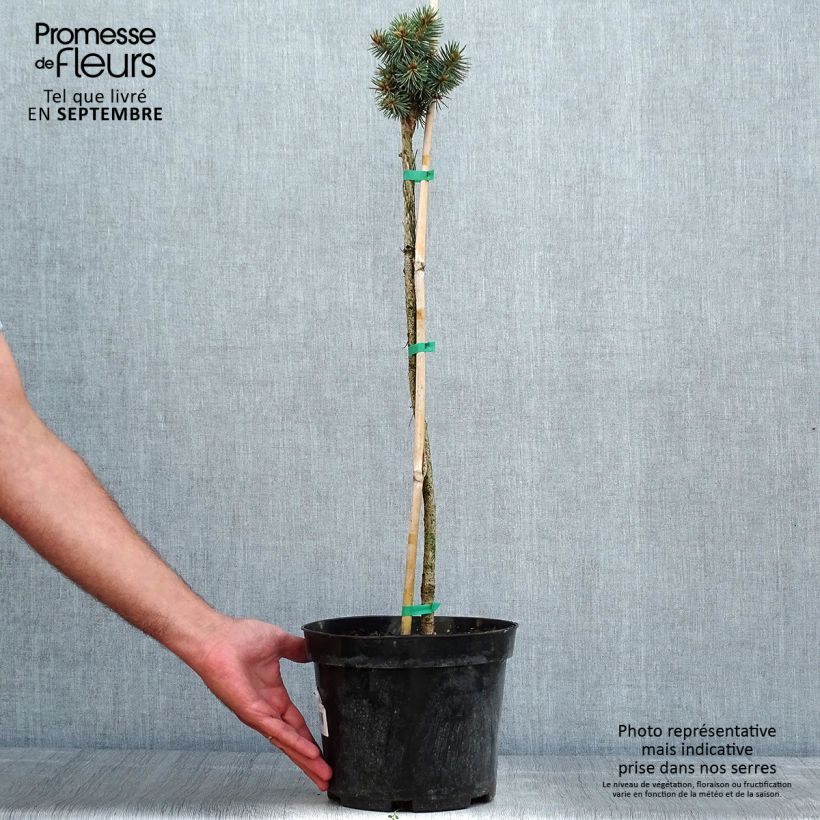 Esemplare di Picea pungens Brynek Vaso da 4L/5L, Vaso impalcato consegnato in estate