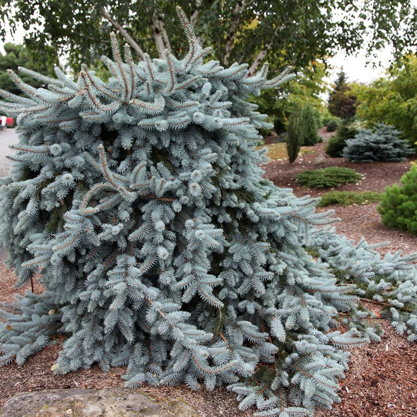 Picea pungens Glauca Pendula (Porto)