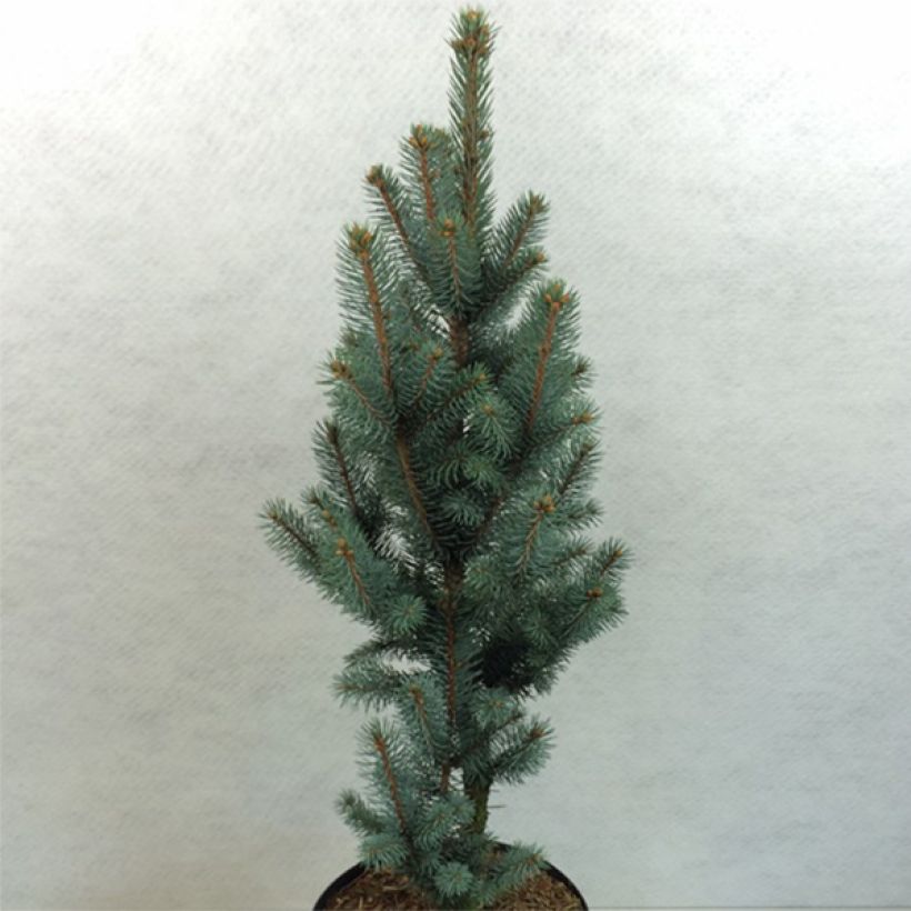 Picea pungens Iseli Fastigiate (Porto)