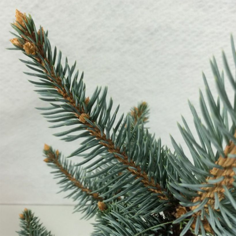 Picea pungens Iseli Foxtail (Fogliame)