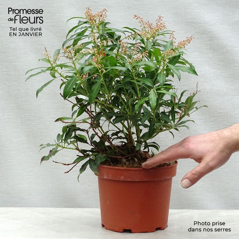 Pieris japonica Forest Flame Vaso da 2L/3L esemplare consegnato in inverno