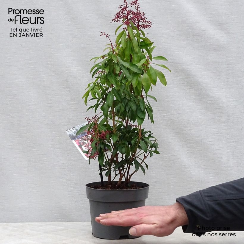 Pieris japonica Valley Valentine Vaso da 2L/3L esemplare consegnato in inverno