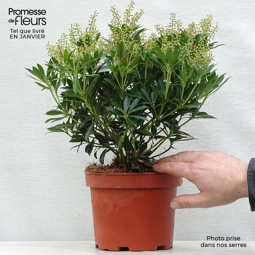 Pieris japonica Debutante Vaso da 2L/3L esemplare consegnato in inverno