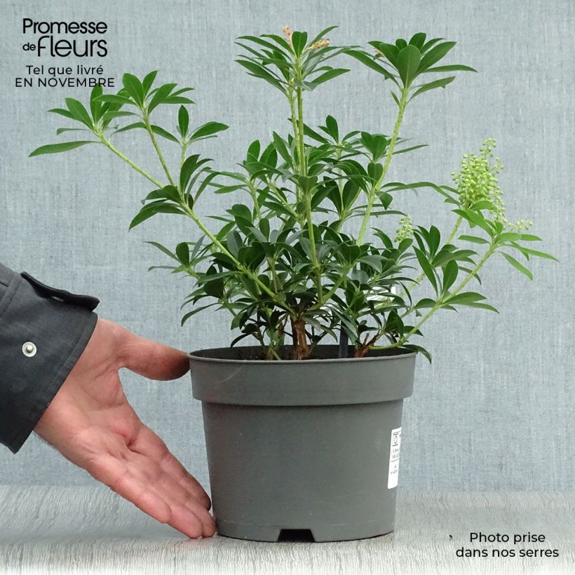 Esemplare di Pieris japonica Debutante Vaso da 2L/3L come consegnato in autunno