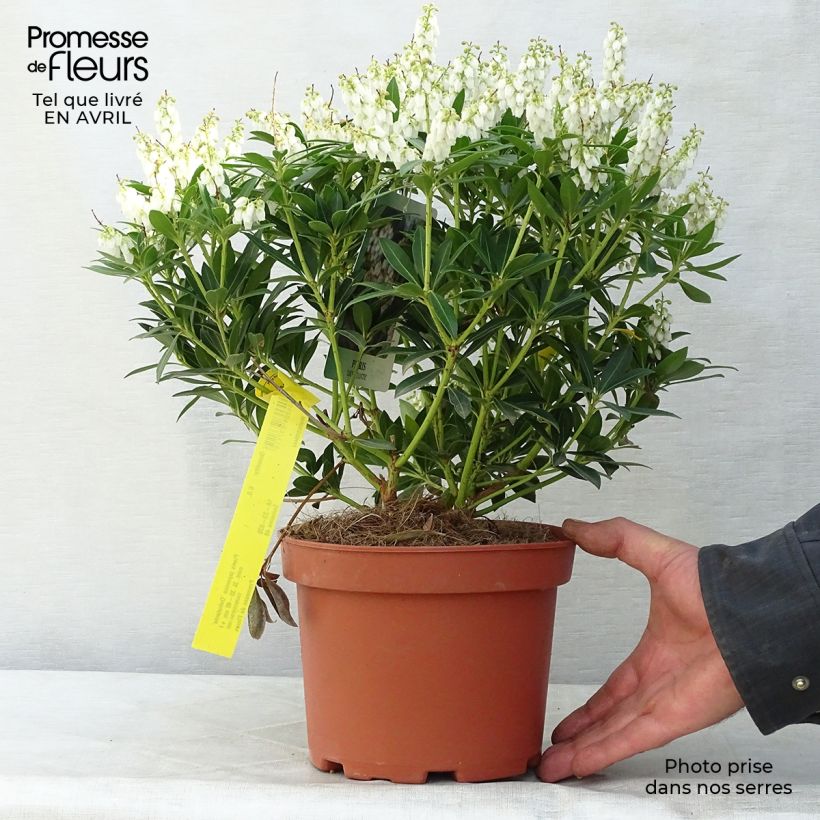 Pieris japonica Debutante Vaso da 2L/3L esemplare consegnato in primavera