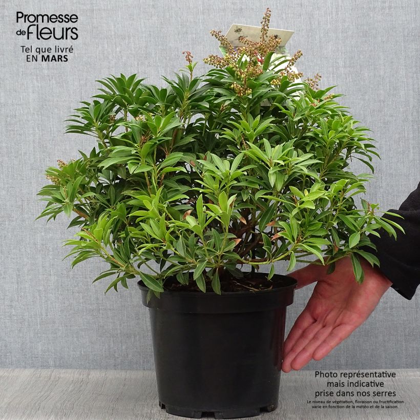 Pieris japonica Debutante Vaso da 4L/5L esemplare consegnato in primavera