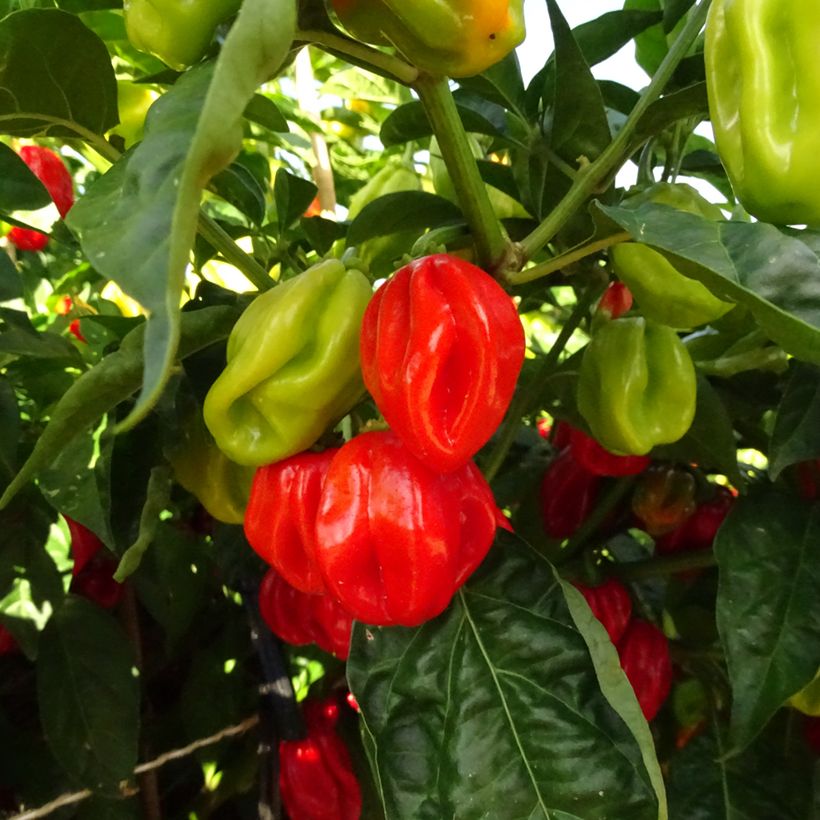 Peperoncino piccante Habanero (Raccolta)