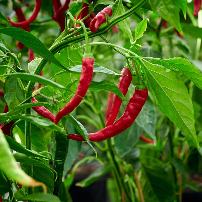 Peperoncino dolce Molto lungo delle Lande (Raccolta)