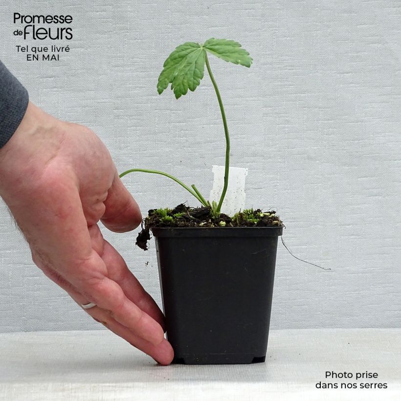 Pimpinella major Rosea - Tragoselino maggiore Vasetto da 8/9 cm esemplare consegnato in primavera