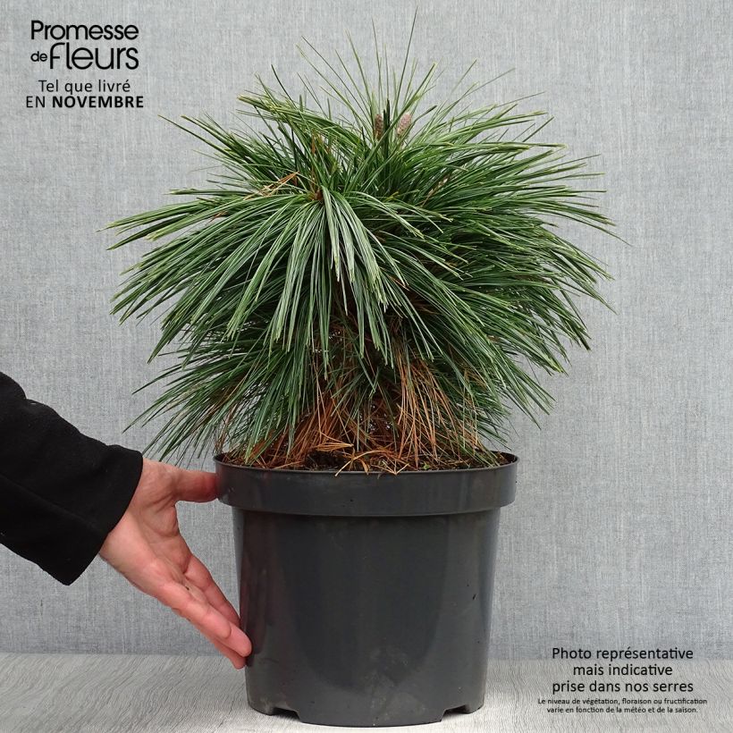 Esemplare di Pinus schwerinii Wiethorst Vaso da 7,5L/10L come consegnato in autunno