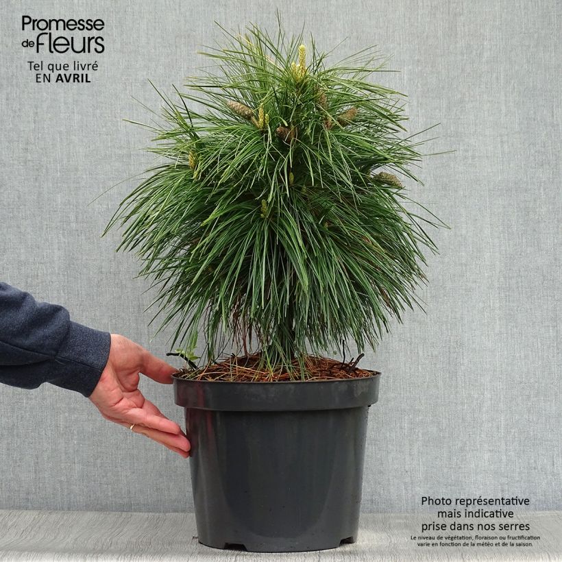 Pinus schwerinii Wiethorst Vaso da 7,5L/10L esemplare consegnato in primavera