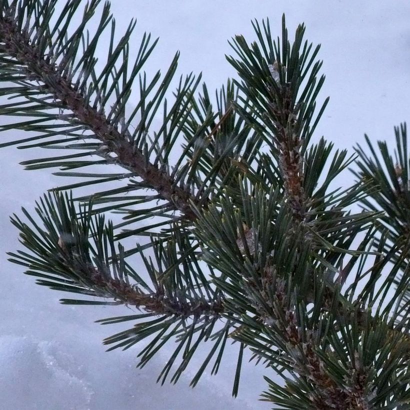 Pinus thunbergii Kotobuki (Fogliame)