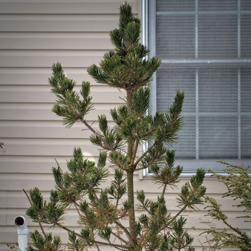 Pinus thunbergii Kotobuki (Porto)