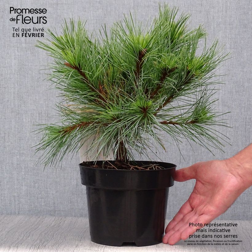 Esemplare di Pinus strobus Blue Shag - Pino strobo Vaso da 2L/3L come consegnato in autunno