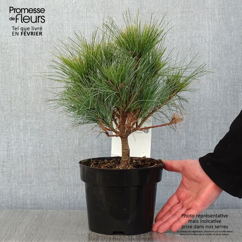 Pinus strobus Blue Shag - Pino strobo Vaso da 2L/3L esemplare consegnato in inverno