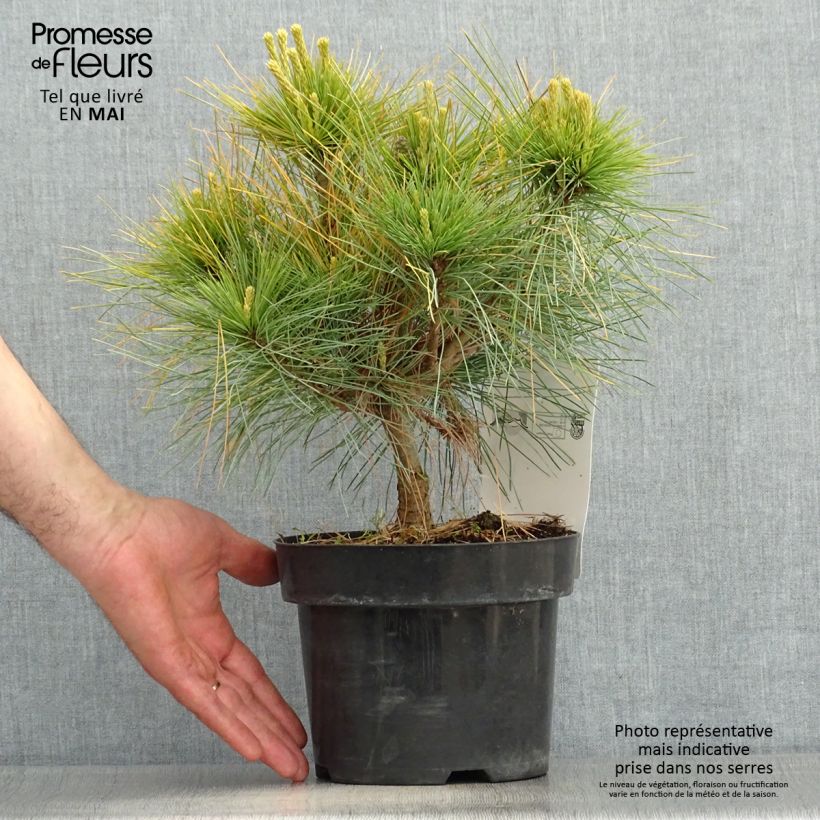 Pinus strobus Blue Shag - Pino strobo Vaso da 2L/3L esemplare consegnato in primavera