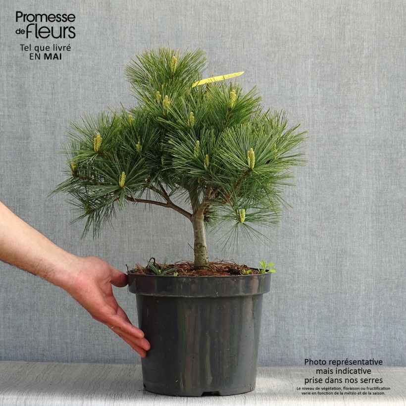 Pinus strobus Blue Shag - Pino strobo Vaso da 7,5L/10L esemplare consegnato in primavera