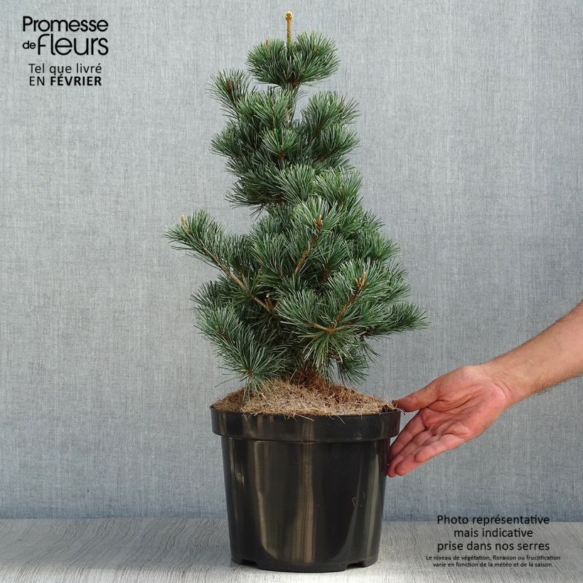 Esemplare di Pinus parviflora Tempelhof Vaso da 7,5L/10L come consegnato in autunno