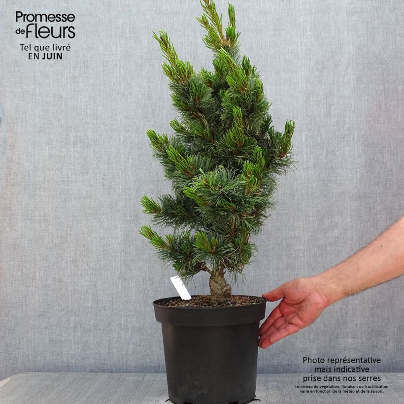Pinus parviflora Bergman Vaso da 7,5L/10L esemplare consegnato in primavera