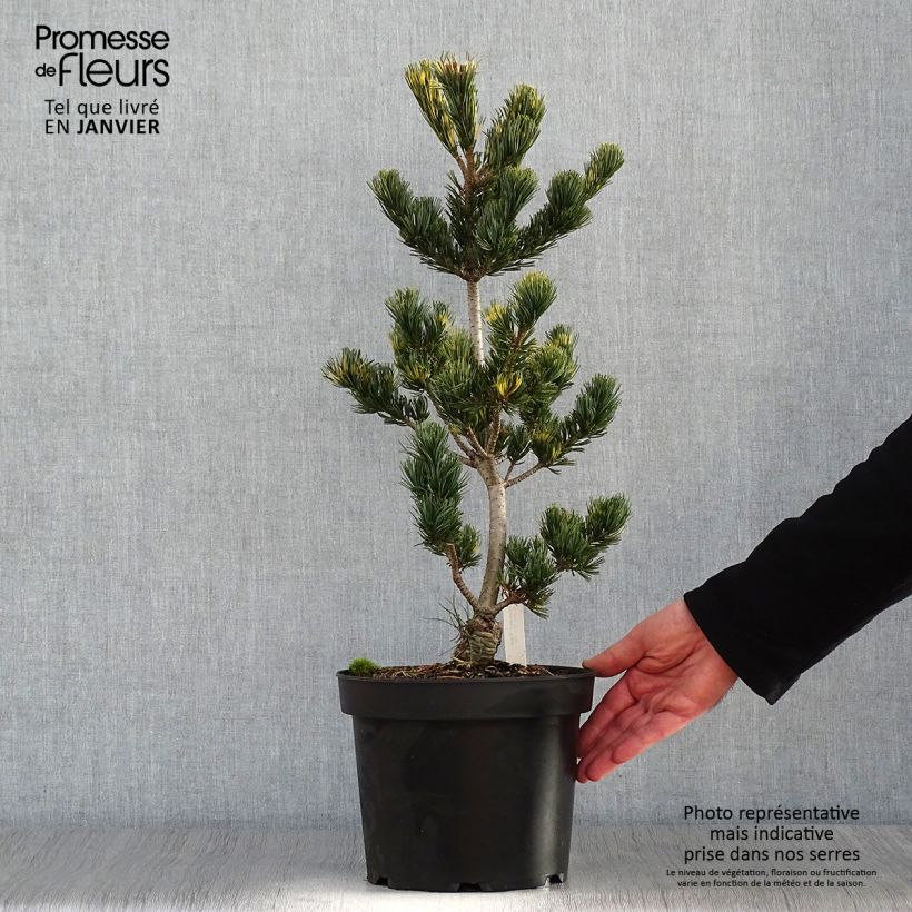 Pinus parviflora Fukai Vaso da 4L/5L esemplare consegnato in inverno