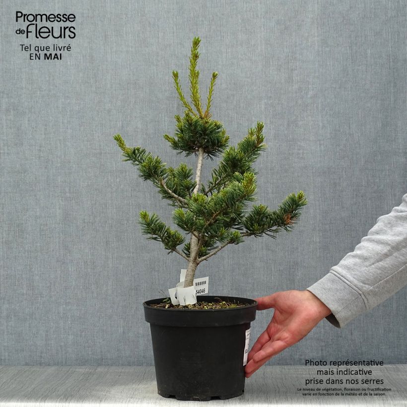 Pinus parviflora Fukai Vaso da 4L/5L esemplare consegnato in primavera