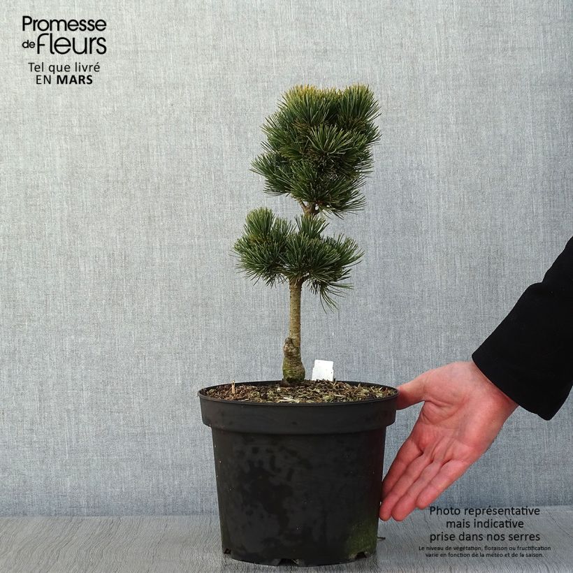 Pinus cembra Compacta Glauca Vaso da 4L/5L esemplare consegnato in inverno