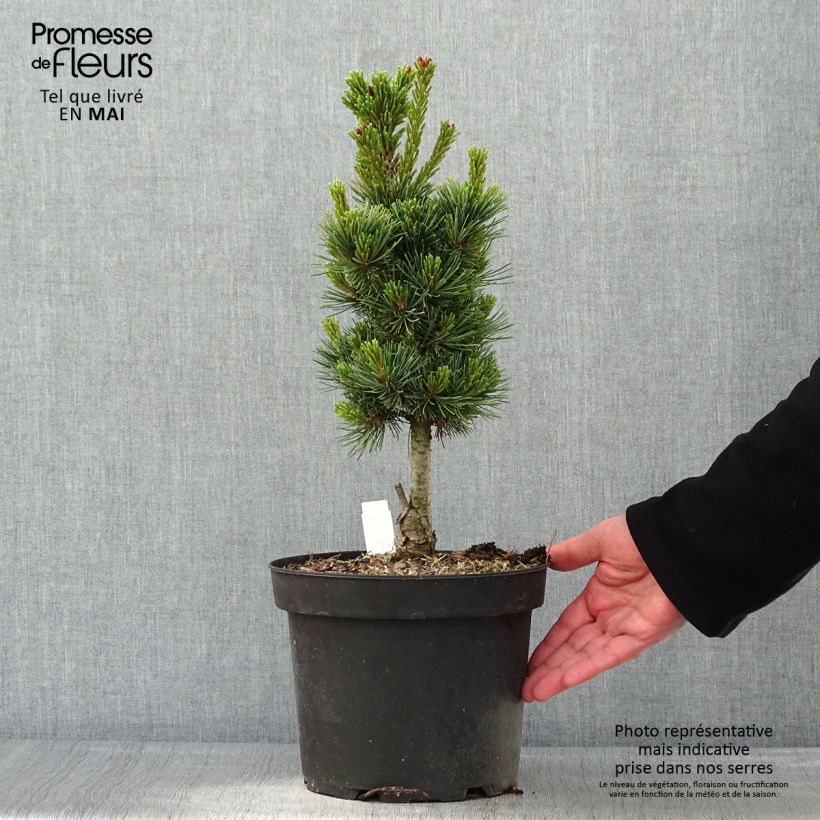 Pinus cembra Compacta Glauca Vaso da 4L/5L esemplare consegnato in primavera