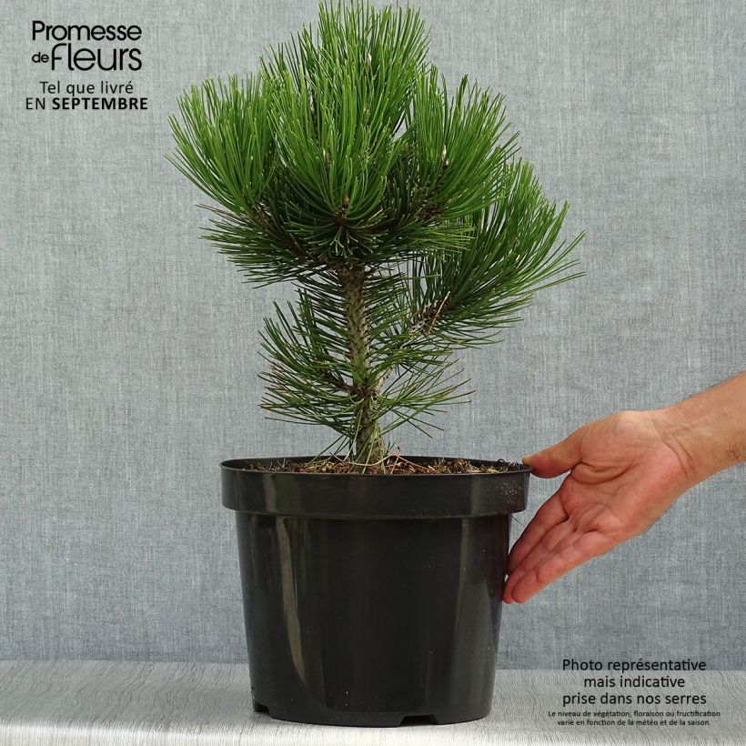 Esemplare di Pinus heldreichii Malinkii Vaso da 7,5L/10L come consegnato in autunno