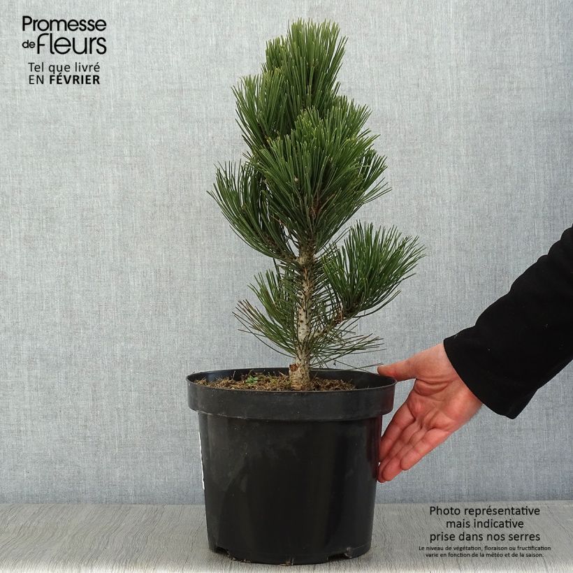 Pinus heldreichii Malinkii Vaso da 7,5L/10L esemplare consegnato in inverno
