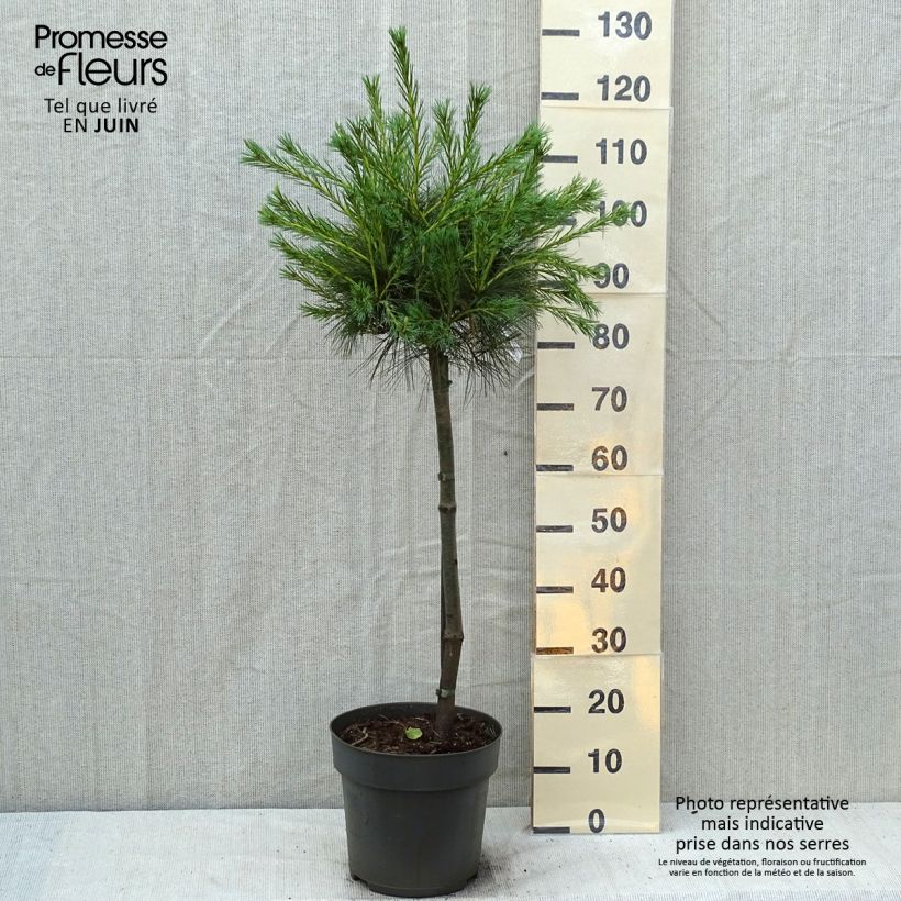 Esemplare di Pinus strobus Mary Butler - Pino strobo Vaso da 7,5L/10L, Vaso impalcato consegnato in estate