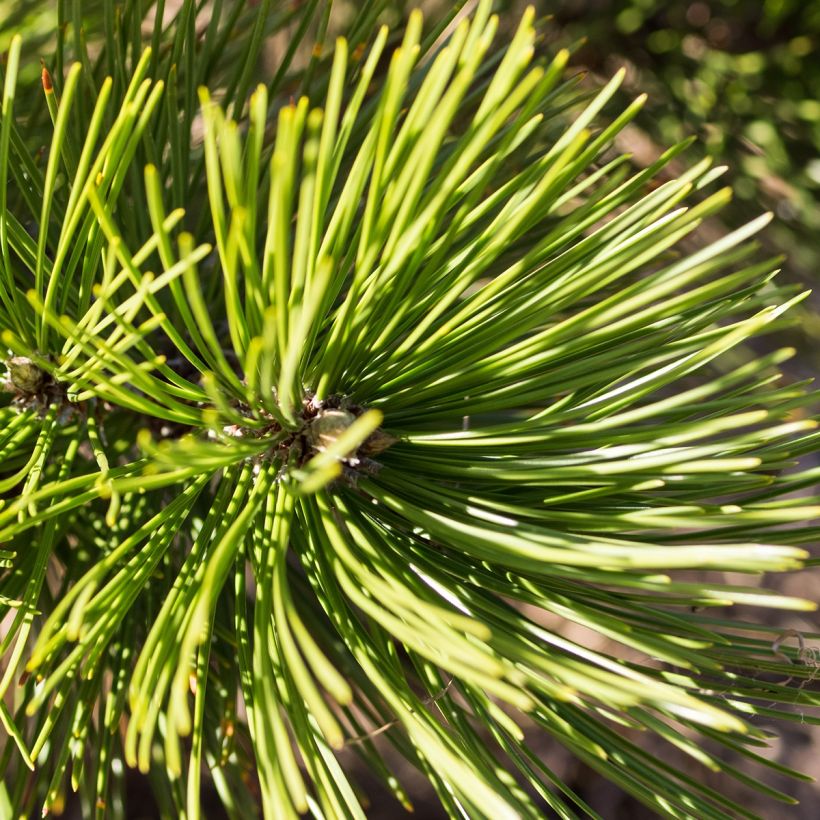 Pinus heldreichii Compact Gem (Fogliame)