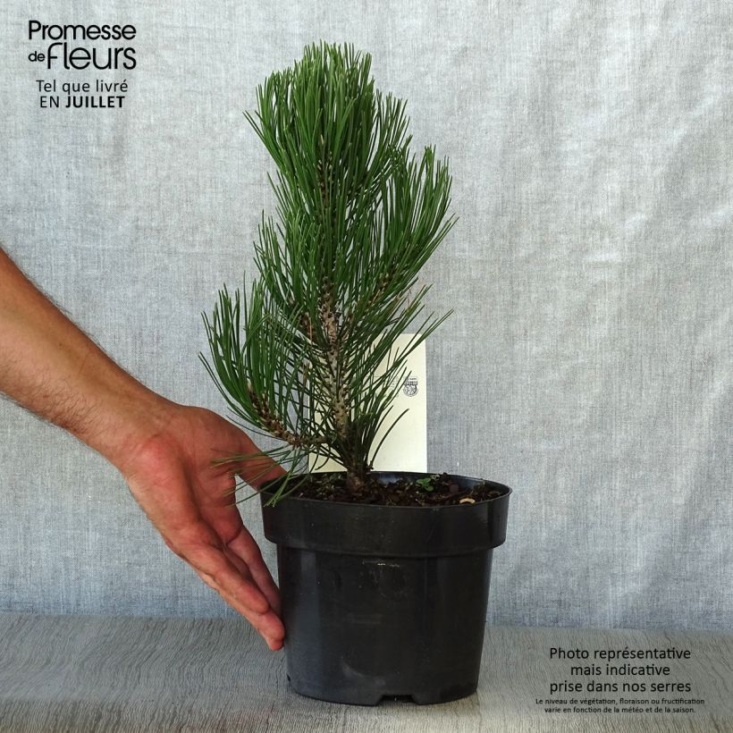 Esemplare di Pinus heldreichii Compact Gem Vaso da 2L/3L consegnato in estate