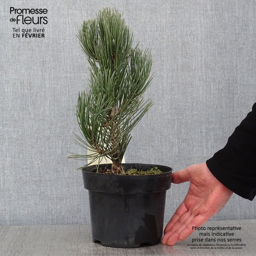 Pinus heldreichii Compact Gem Vaso da 2L/3L esemplare consegnato in inverno
