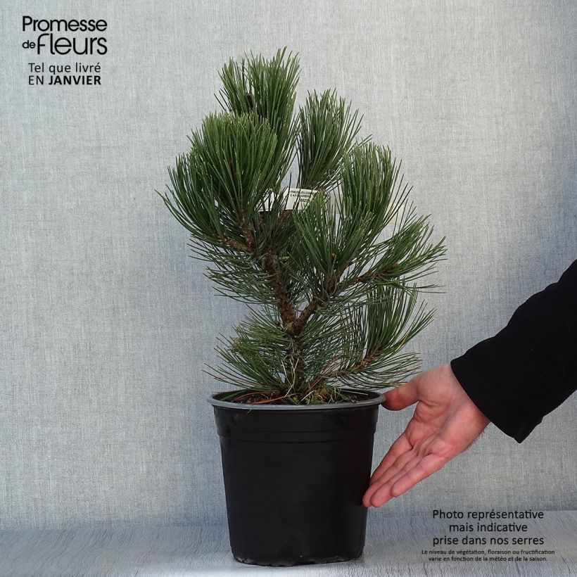 Pinus heldreichii Compact Gem Vaso da 4L/5L esemplare consegnato in inverno