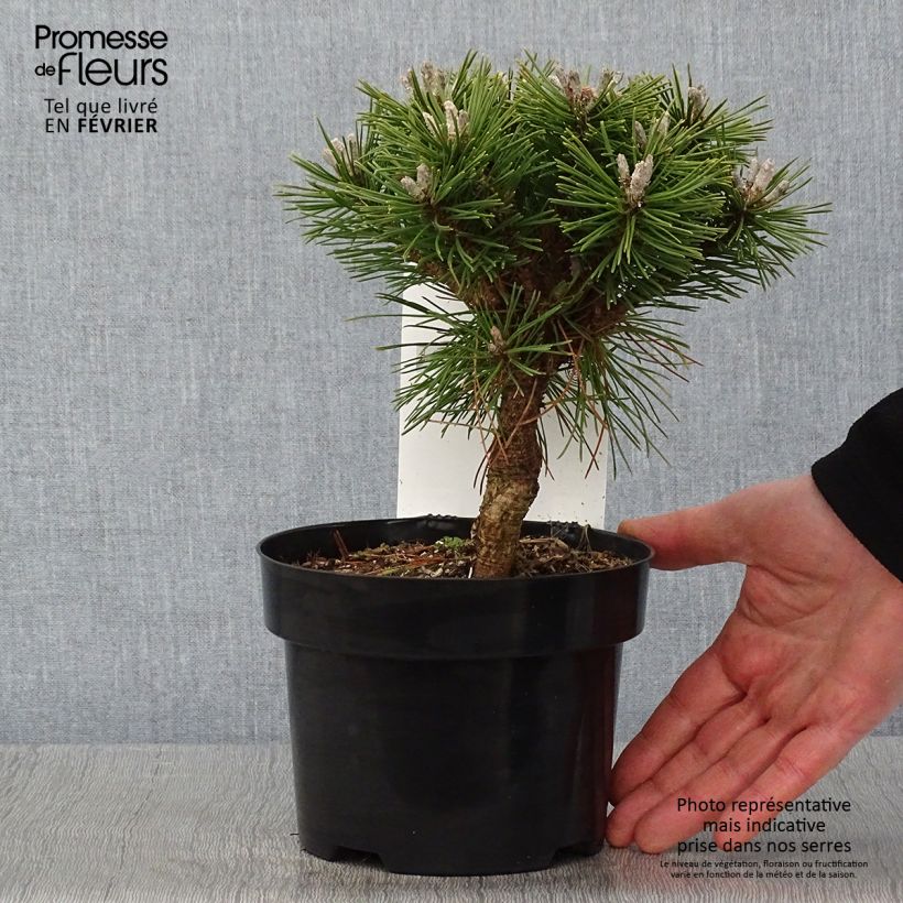 Pinus mugo Benjamin Vaso da 2L/3L esemplare consegnato in inverno