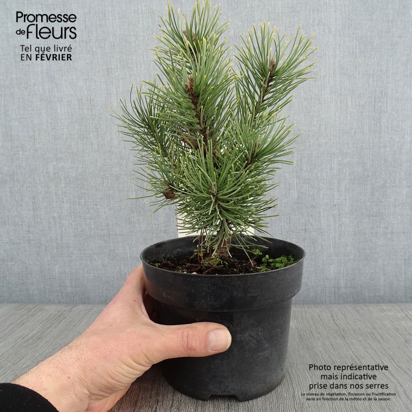 Pinus mugo Carstens Wintergold Vaso da 2L/3L esemplare consegnato in inverno