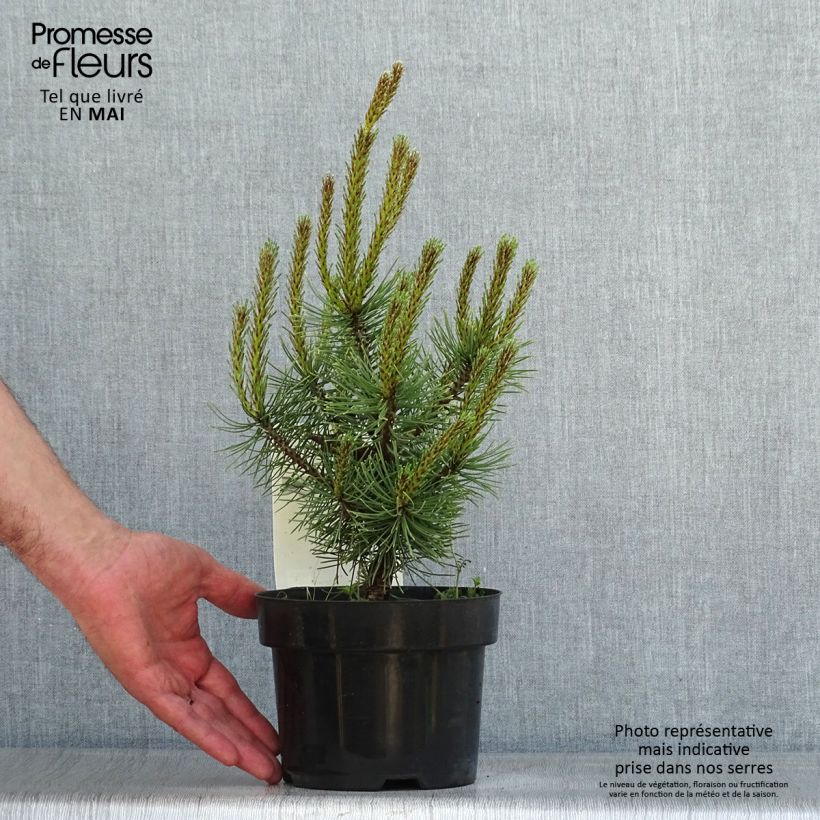 Pinus mugo Carstens Wintergold Vaso da 2L/3L esemplare consegnato in primavera