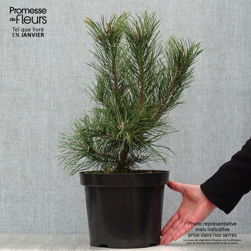 Pinus mugo Gnom Vaso da 7,5L/10L esemplare consegnato in inverno