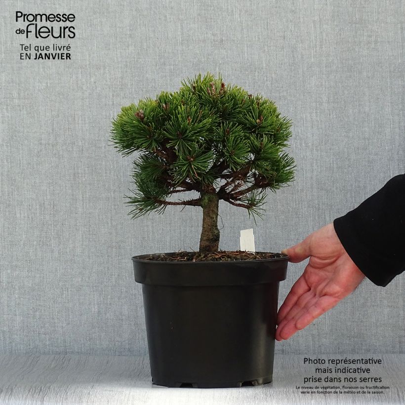 Pinus mugo Lilliput Vaso da 4L/5L esemplare consegnato in inverno