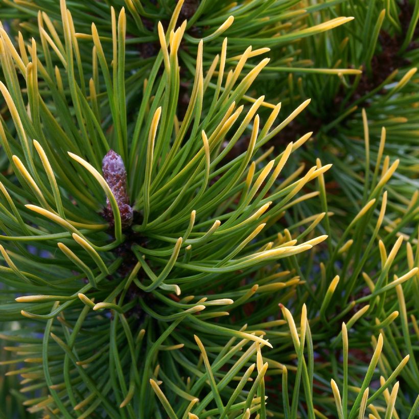 Pinus mugo Mops Gold (Fogliame)