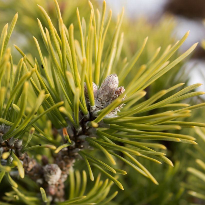 Pinus mugo Mops Gold (Raccolta)