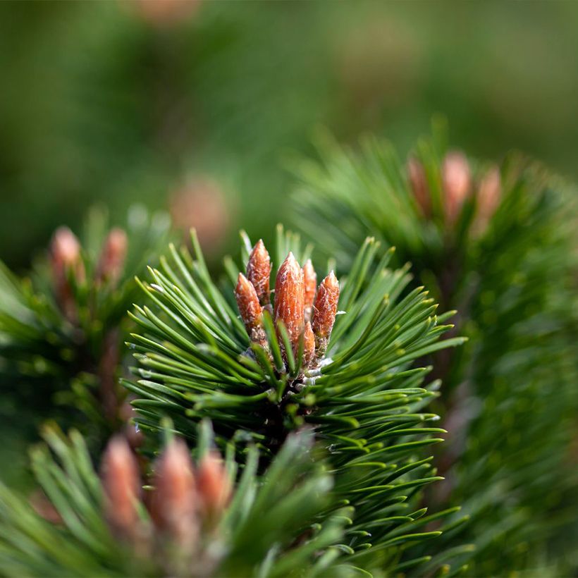 Pinus mugo Mumpitz (Fogliame)