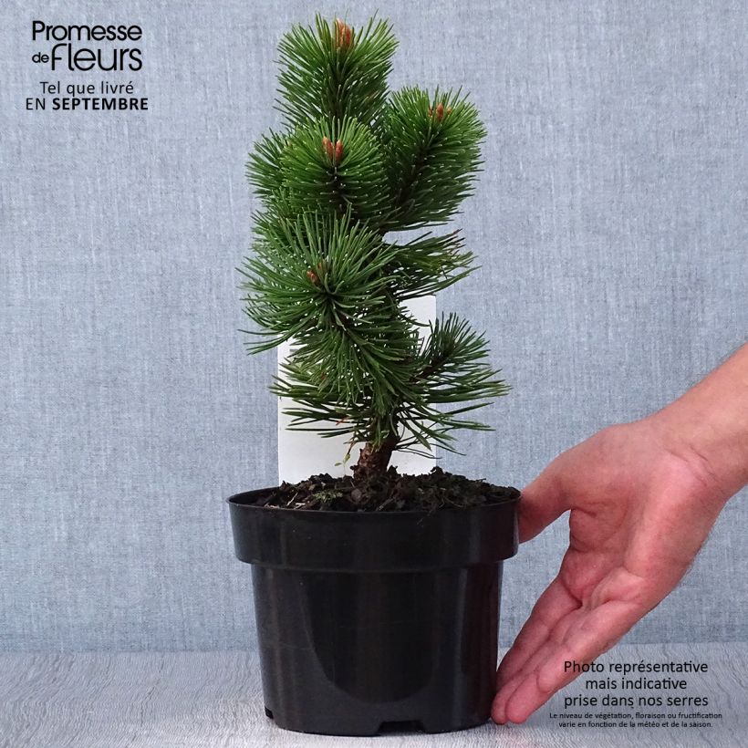 Esemplare di Pinus mugo Mumpitz Vaso da 2L/3L come consegnato in autunno
