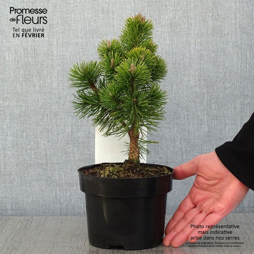 Pinus mugo Mumpitz Vaso da 2L/3L esemplare consegnato in inverno