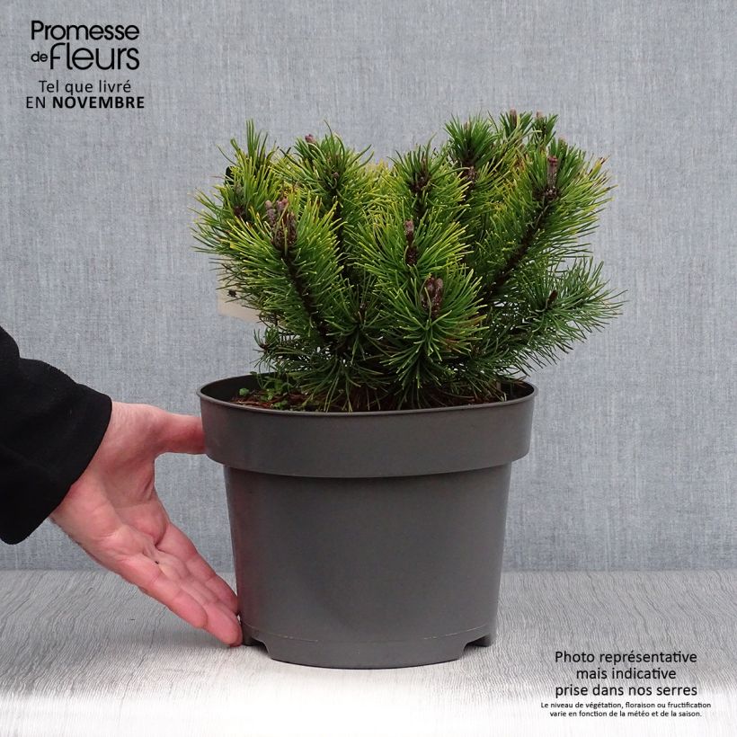 Esemplare di Pinus mugo Ophir Vaso da 2L/3L come consegnato in autunno