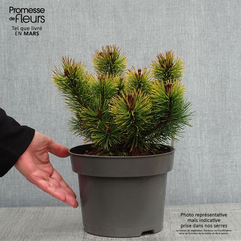 Pinus mugo Ophir Vaso da 2L/3L esemplare consegnato in inverno