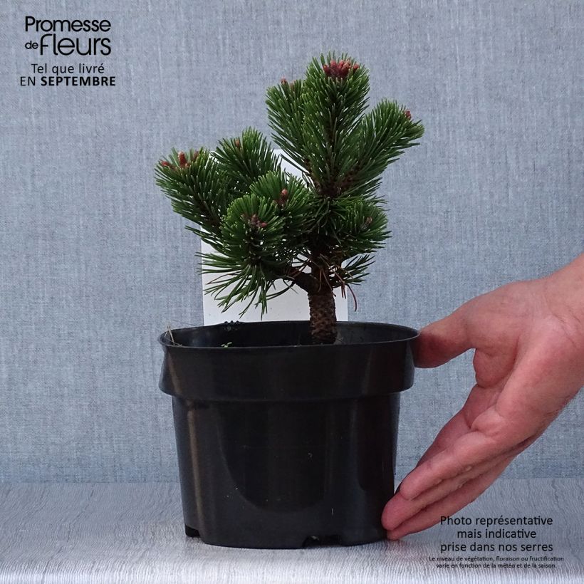 Esemplare di Pinus mugo Sherwood Compact Vaso da 2L/3L come consegnato in autunno