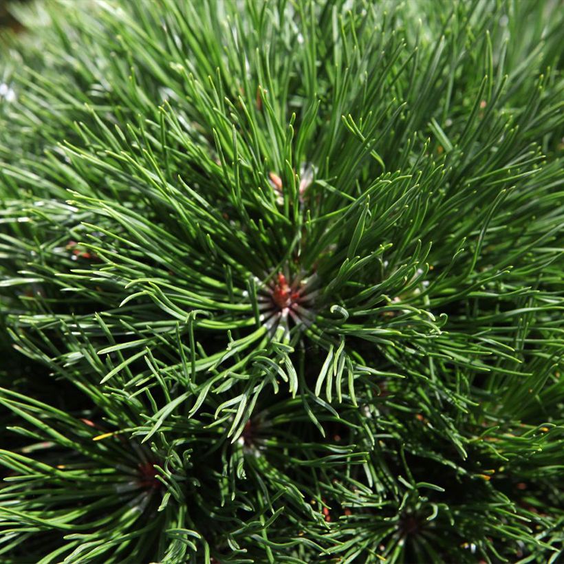 Pinus mugo Varella (Fogliame)