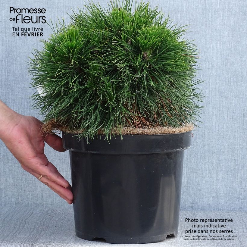 Esemplare di Pinus mugo Varella Vaso da 7,5L/10L come consegnato in autunno