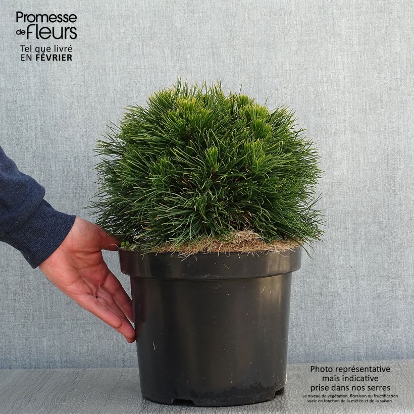 Pinus mugo Varella Vaso da 7,5L/10L esemplare consegnato in inverno